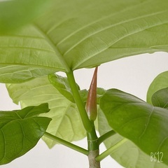 観葉植物の植替え　お手伝い致します