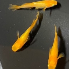 メダカ　楊貴妃光体型　有精卵30＋a
