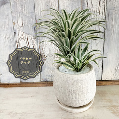 ドラセナ　チャヤ　観葉植物