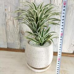 ドラセナ　チャヤ　観葉植物の画像