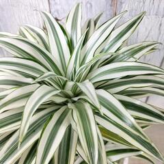 ドラセナ　チャヤ　観葉植物の画像