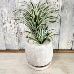 ドラセナ　チャヤ　観葉植物の画像