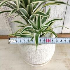 ドラセナ　チャヤ　観葉植物の画像