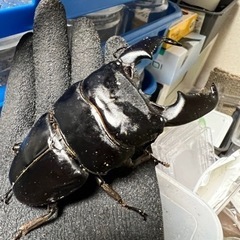 スマトラオオヒラタ・アチェ