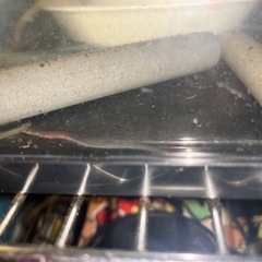 ウナギ　うなぎ　鰻　淡水魚　熱帯魚　日本淡水魚