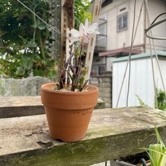 セッコクラン