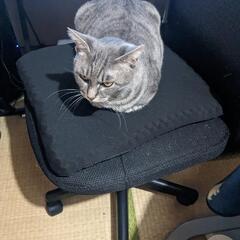 猫（サバトラ♀）の脱走で捕獲器の貸出希望