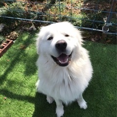 犬のお仲間募集です（大型犬）