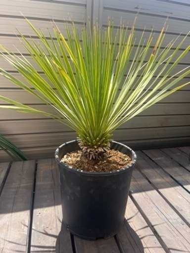 【値下げしました】ロストラータ　ジョイ本25,000円で購入　アガベ　ユッカ　ヤシ
