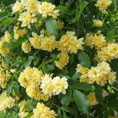 木香薔薇　黄色　苗の画像