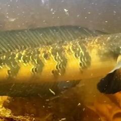 チャンナマルリオイデス　スネークヘッド　熱帯魚