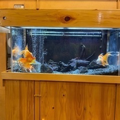 900×450×450水槽セット生体付き