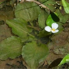 ちょいレア水草　ミズオオバコ5株