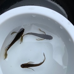 サタン　メダカ　めだか