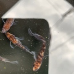 孔雀明王　メダカ　めだか