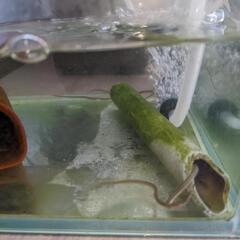 ウナギ　ウナギ　ペット　淡水魚の画像