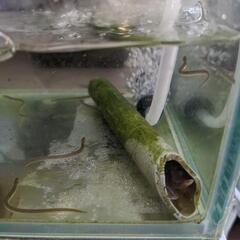 ウナギ　ウナギ　ペット　淡水魚
