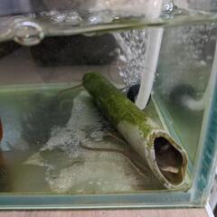 ウナギ　ウナギ　ペット　淡水魚の画像