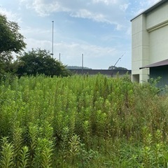 〜バイト募集中2025年９月から開始【日払い可】〜の画像