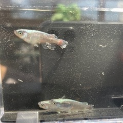 ブラックモルフォーの画像