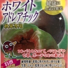 イタリア原産イチジク【ホワイト・アドレアチック】ポット苗木①