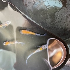夜桜三色めだか　卵10個の画像