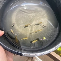 夜桜メダカゴールド系　めだか1匹あたり(おまけメダカ付き)の画像