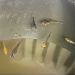 夜桜メダカ系　ミックスめだか　10匹あたりの画像