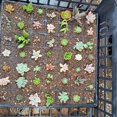 多肉植物　49区画のセルトレー