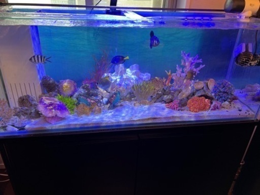 1200水槽オーバーフロー海水生体セット 1200水槽上部フィルター淡水魚生体セット