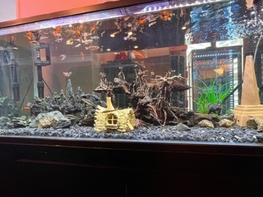 1200水槽オーバーフロー海水生体セット 1200水槽上部フィルター淡水魚生体セット
