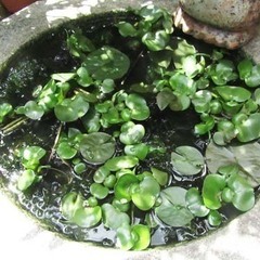 水草　ほてい草
