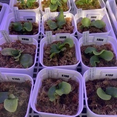 【ビカクシダ】GWセール中！500円〜【コウモリラン】の画像