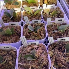 【ビカクシダ】GWセール中！500円〜【コウモリラン】の画像