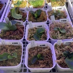 【ビカクシダ】GWセール中！500円〜【コウモリラン】の画像