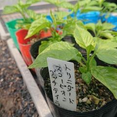 激辛唐辛子(トリニダードモルガスコーピオン)苗、
50円/本  