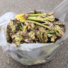 タラの芽　今日採りの画像