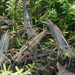 ミナミヌマエビ50匹から！の画像