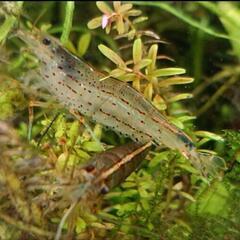 ミナミヌマエビ50匹から！の画像