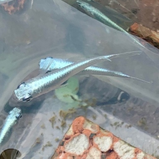 幼魚【青系 幹之メダカ フルボディ 極光】みゆきメダカ 15匹