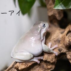 【5月まで】イエアメガエル ブルーアイ ノーマル ペア ２匹の画像