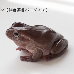 【5月まで】イエアメガエル ブルーアイ ノーマル ペア ２匹の画像