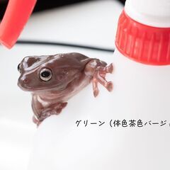 【5月まで】イエアメガエル ブルーアイ ノーマル ペア ２匹の画像