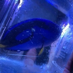 ナンヨウハギ　大きめの