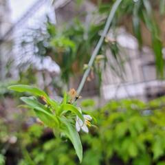 観葉植物オリズルラン緑の画像