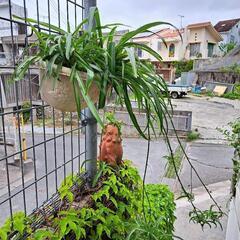 観葉植物オリズルラン緑の画像