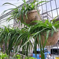 観葉植物オリズルラン緑