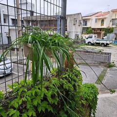 観葉植物オリズルラン緑の画像
