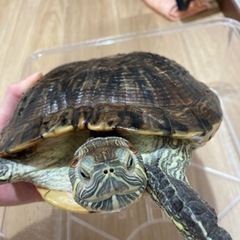 アカミミガメ