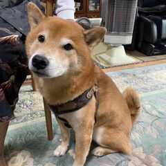 至急！既にひとりぼっちの柴犬、ダイくん！